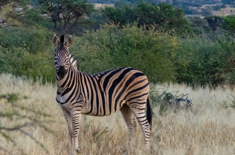 Stay 7 Nights Pay for 5 Nights Only Package Tswalu Kalahari Reserve